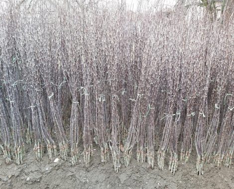 Apple-1-year-old-whip-trees2