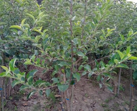 Apple KNIP-BOOM trees 2 years old