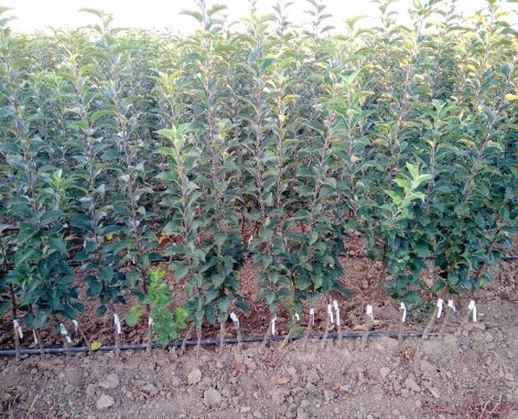 Apple standard 1 year old