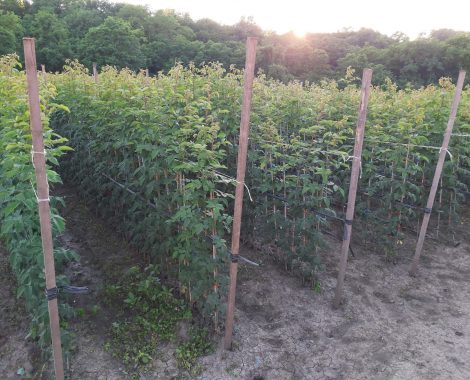 IMG-01f45297e0f912f38e15be65a1cc09ea-V