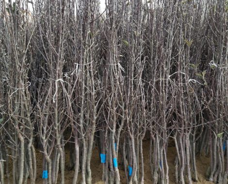 IMG-2c1d214eea881f77280cb3e423974a1a-V