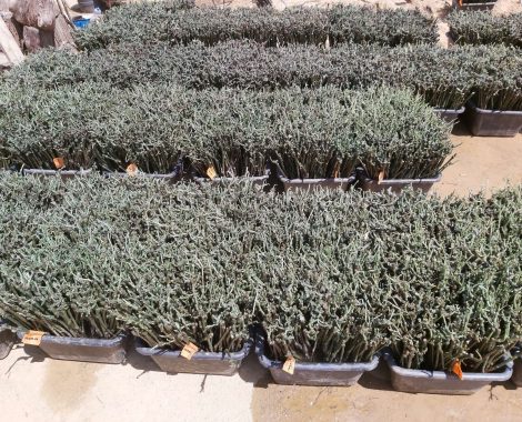 IMG-4afd79a4cb5ec273cec10029c68b1e9d-V