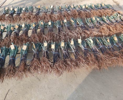 IMG-edf71a3a1f40a5d4504235d392ae5df1-V