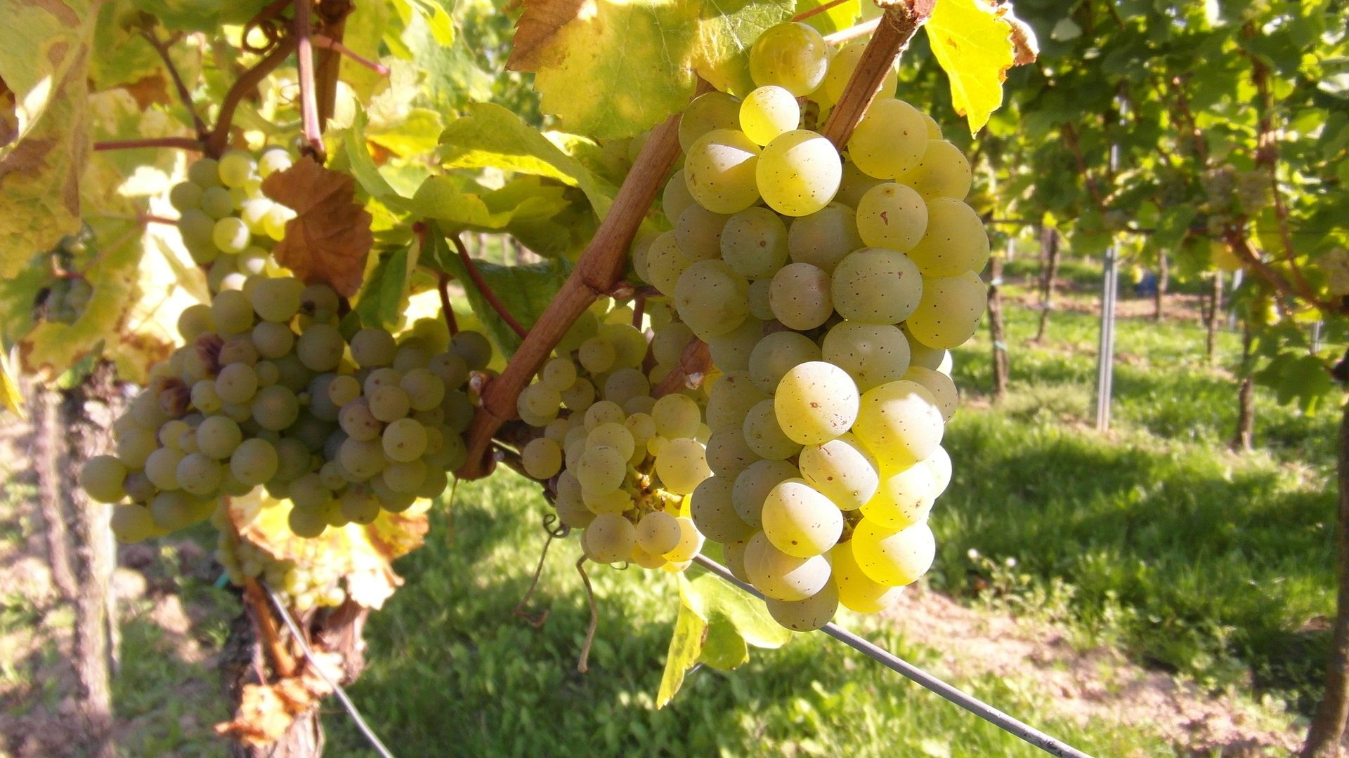 grapes-259862_1920