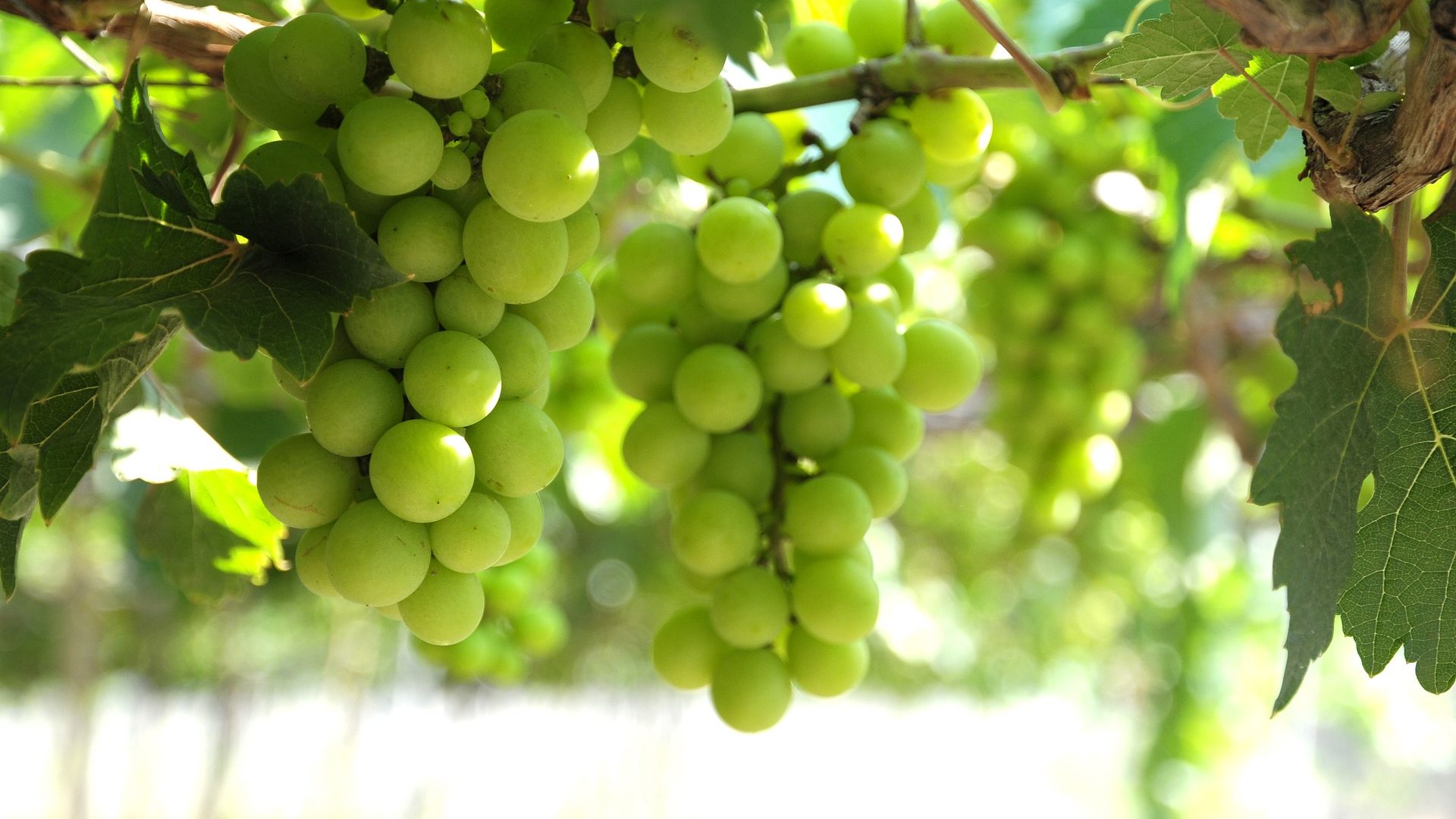 grapes-4239837_1920