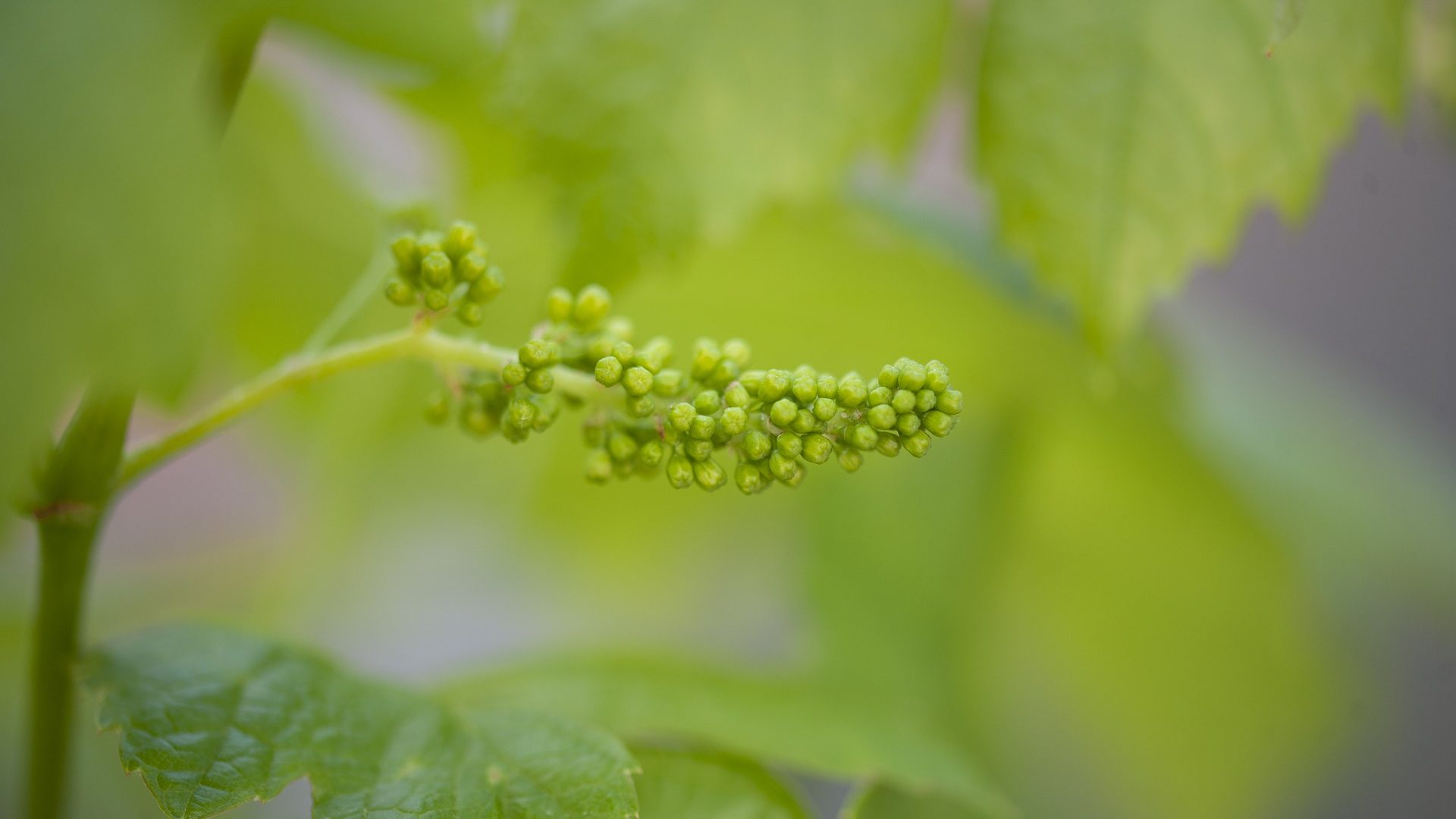 grapes-4915600_1920