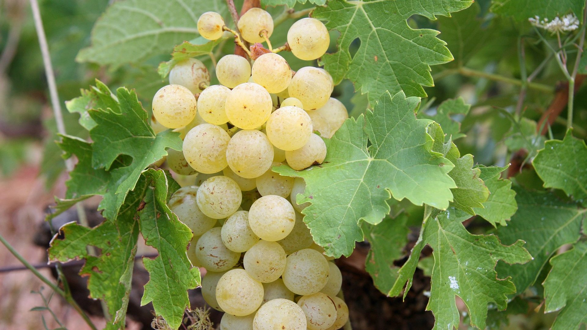 grapes-522009_1920