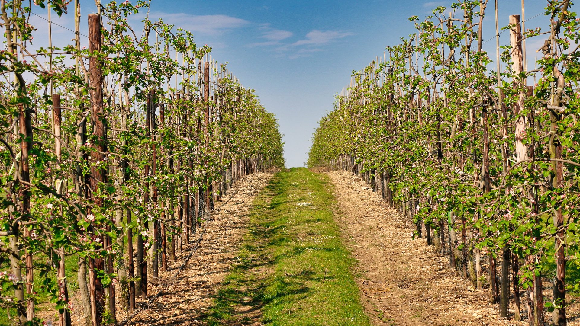 orchard-5035236_1920